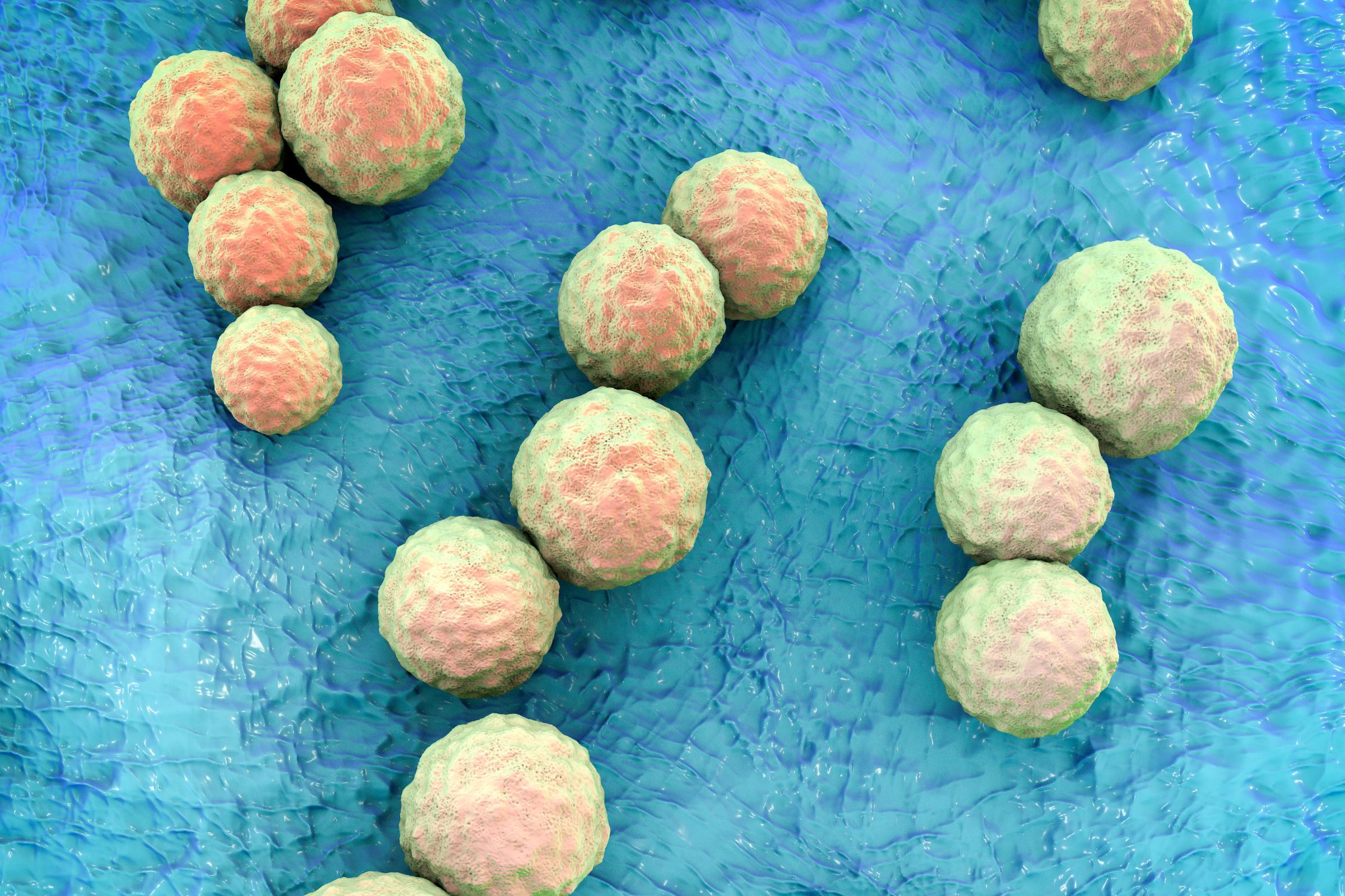 Bacteria vinovată de carii: Streptococcus mutans